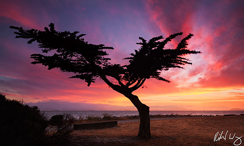 Lonesome Cypress Tree with sunset behind it