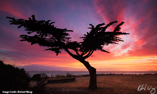 Lonesome Cypress Tree with sunset behind it