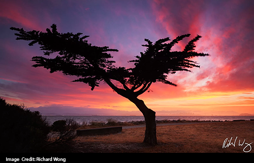 Lonesome Cypress Tree with sunset behind it