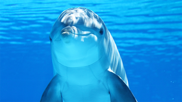 Dolphin :D