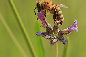 Bee drinking from flower