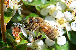 Bee on a white flower