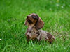 Dachshund in grass
