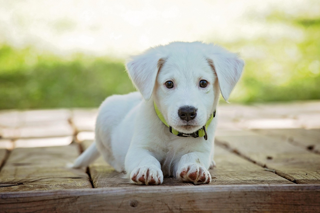 Picture of white puppy laying down