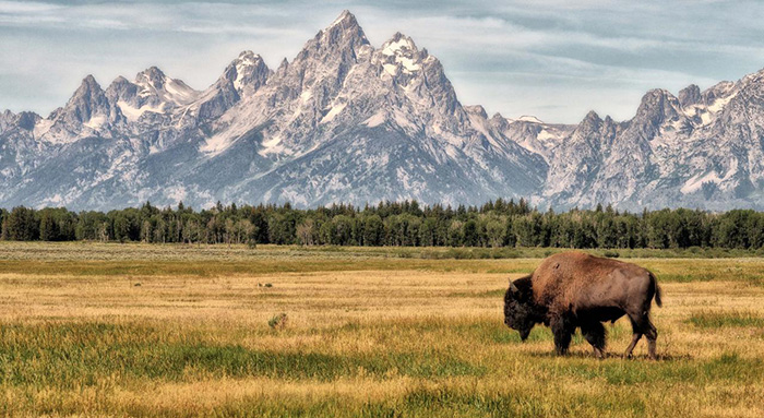 Picturesque Teton Scene featuring animal