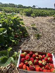 strawberry field at a farm in MA