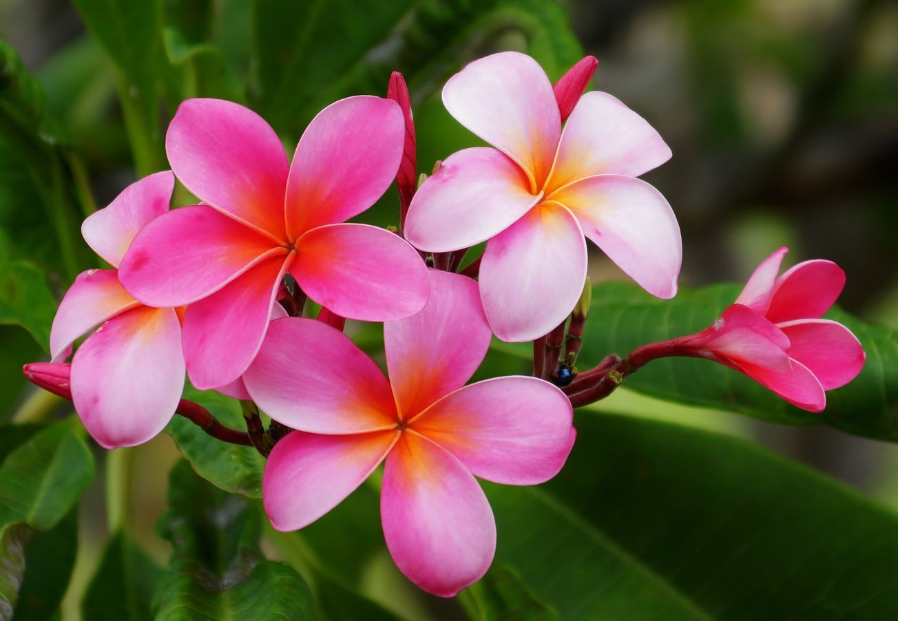 Pink Hawaii Flowers