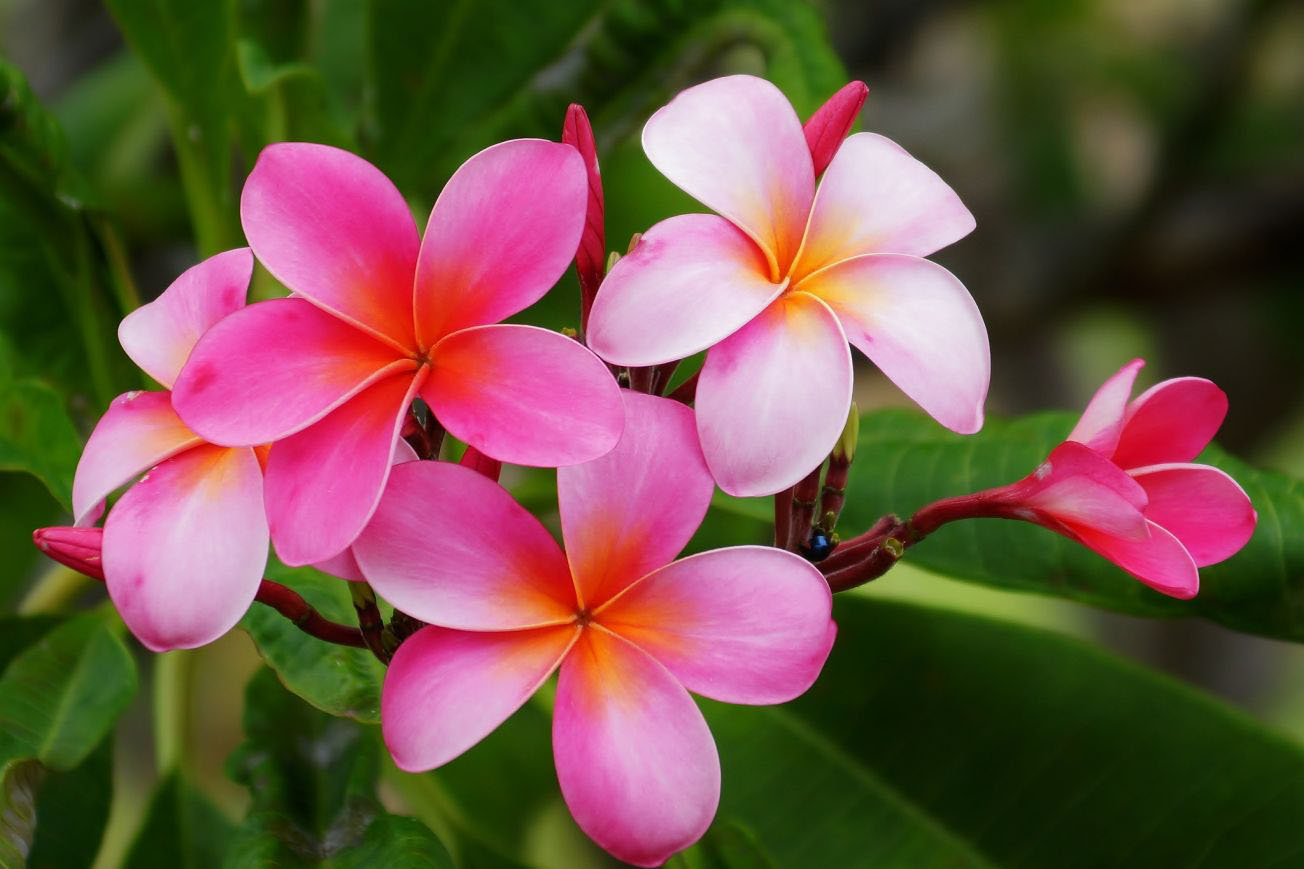 Pink Hawaii Flowers