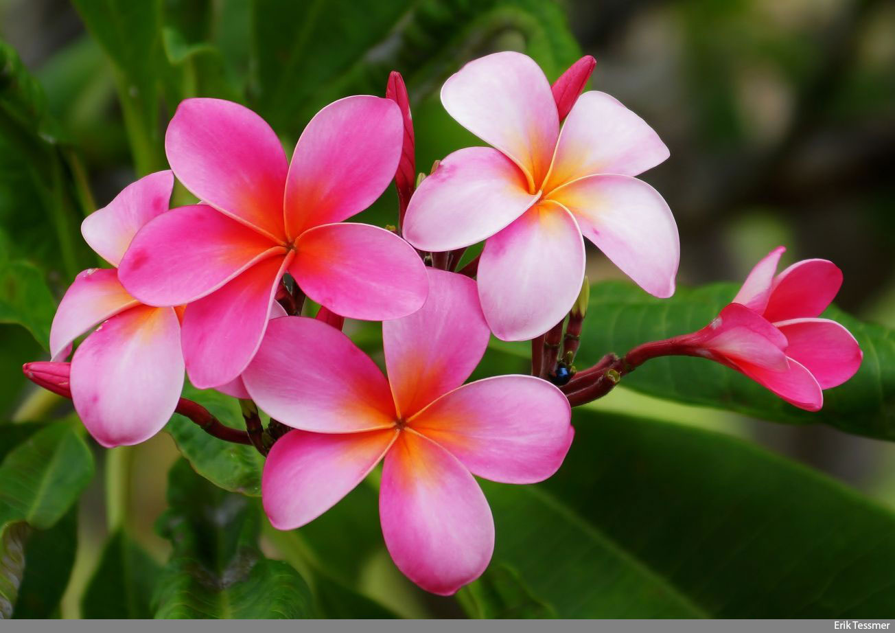 Pink Hawaii Flowers