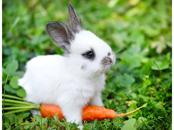 baby bunny sitting on carrot
