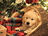 Golden Retriever puppy under the christmas tree