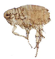 Picture of Dog Flea