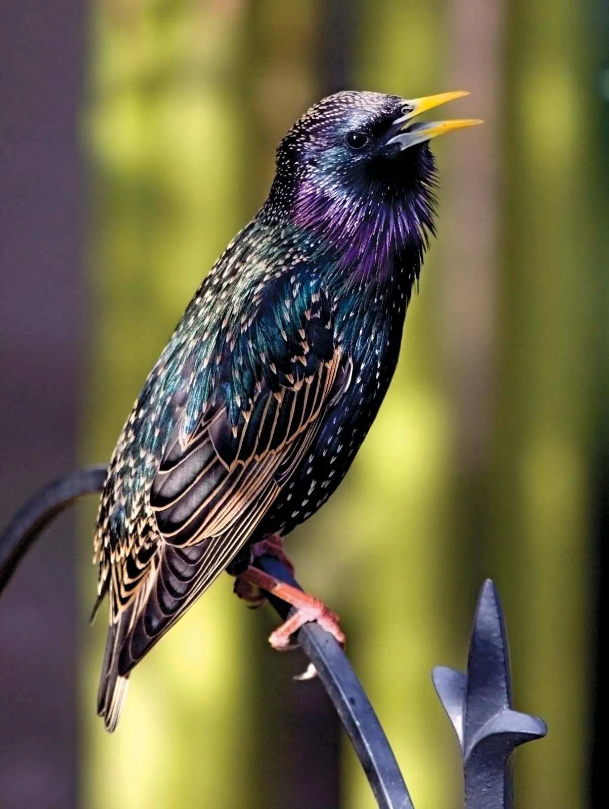 starling