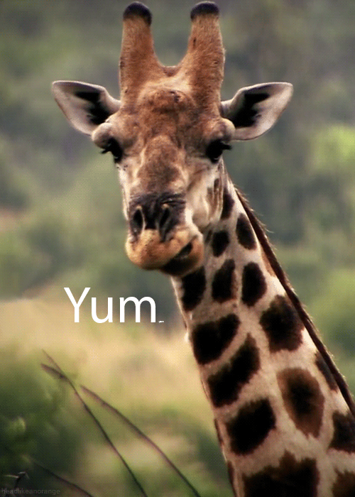 giraffe chewing and saying yum