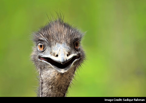 Emu Photo