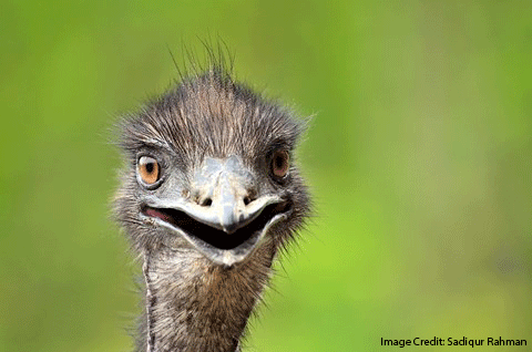 Emu Photo With Watermark