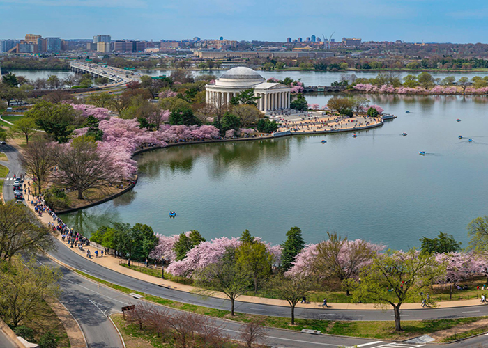 Photo of Cherry Blossoms in Washington, D.C.