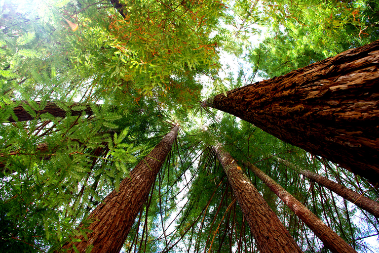coastal redwoods