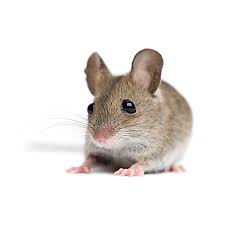 a cute mouse