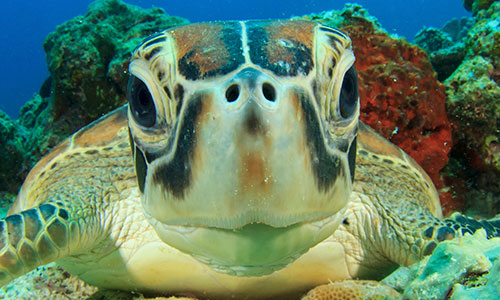 Sea Turtle