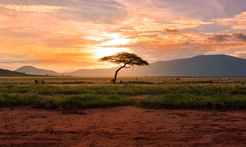 African Savanna