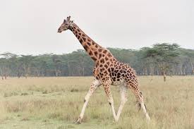 Picture of Northern Giraffe