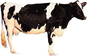 image of cow