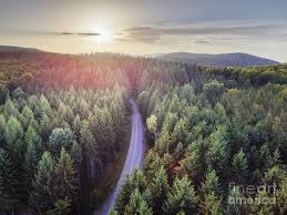 Long and lonely backroad cutting through a thick green forest