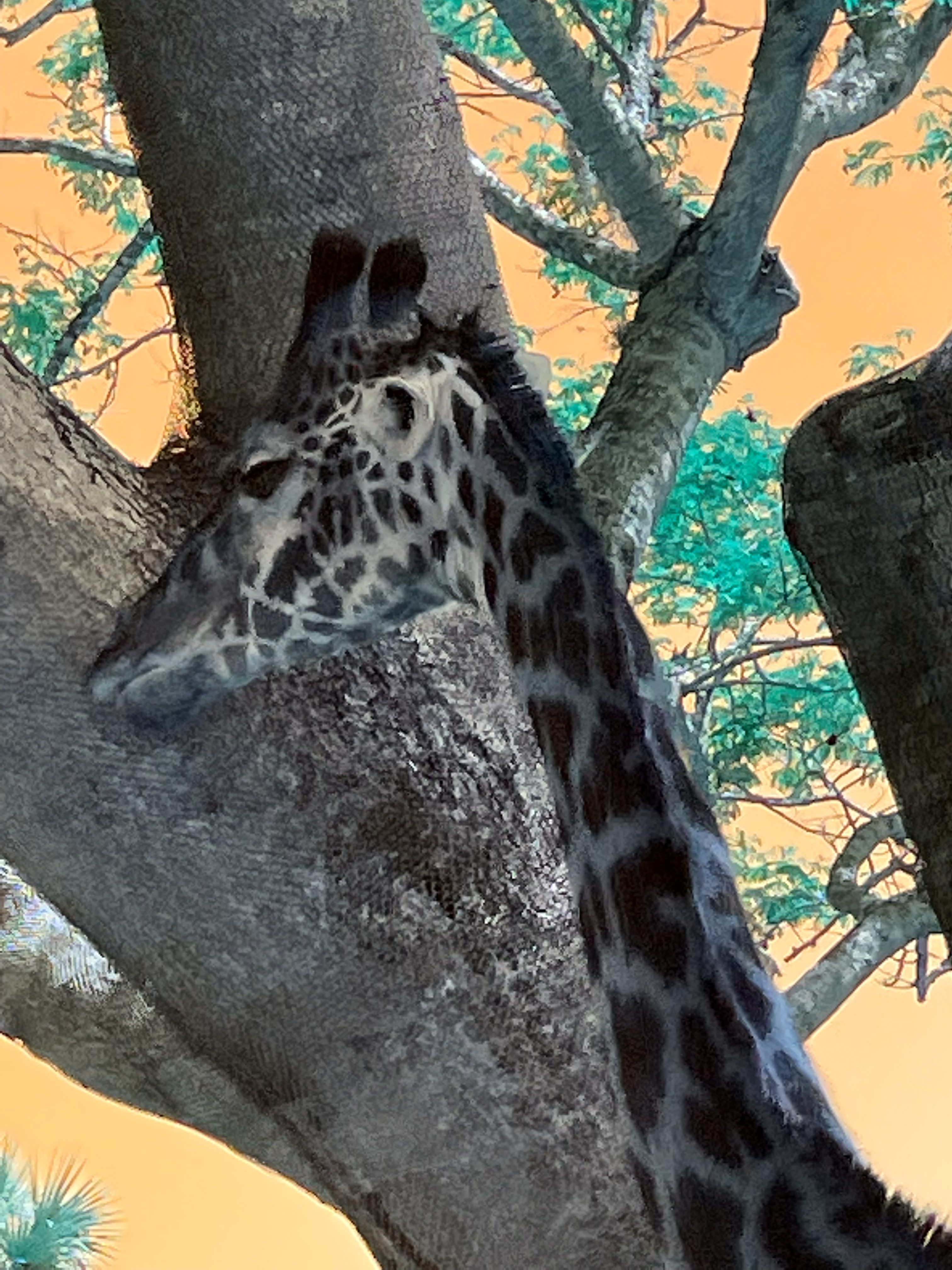 Image of a giraffe next to a tree
