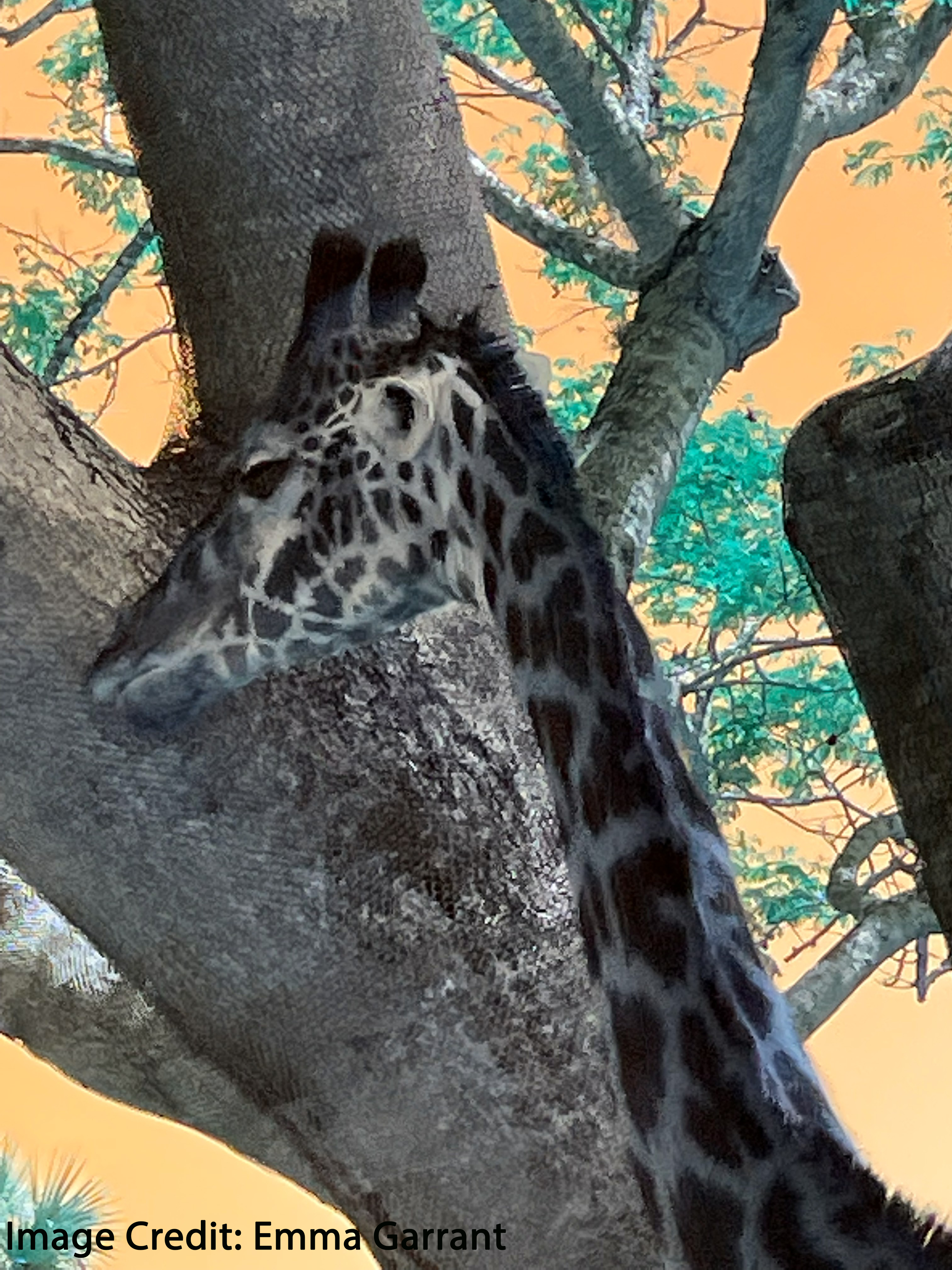Image of a giraffe next to a tree