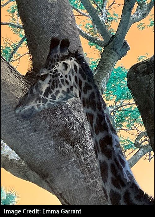 Image of giraffe next to a tree