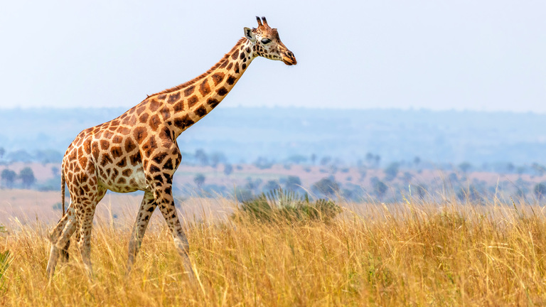Image of Giraffe