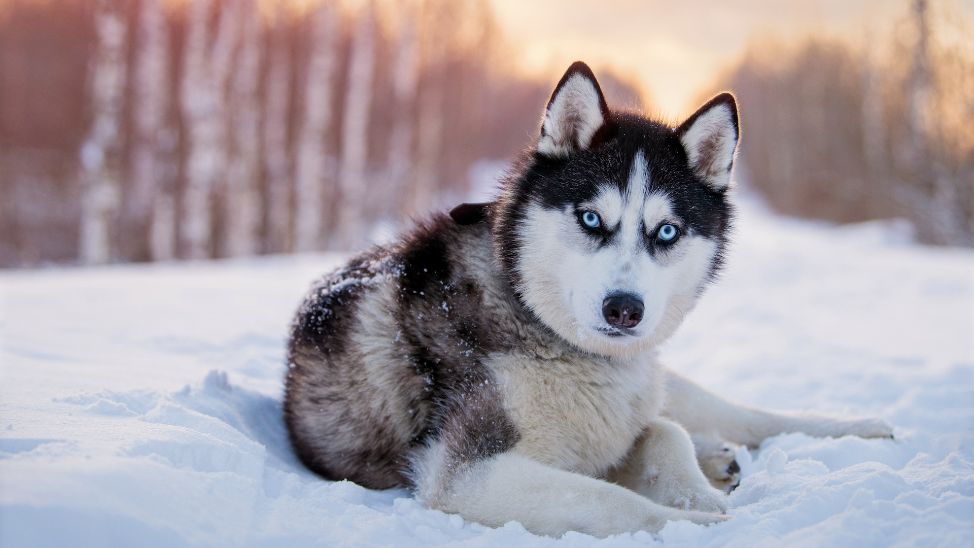 image of husky