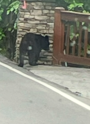 A picture of Black Bears