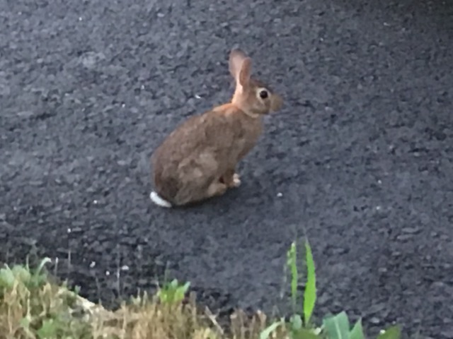 image of a wild bunny also known as an Eastern Cottontail