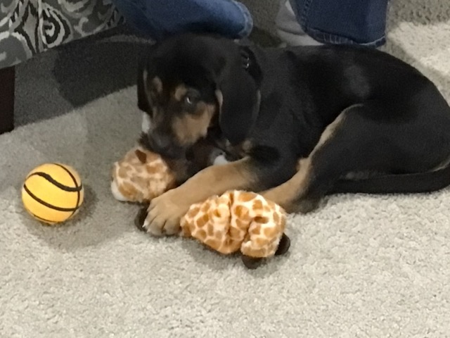 A picture of a dog
