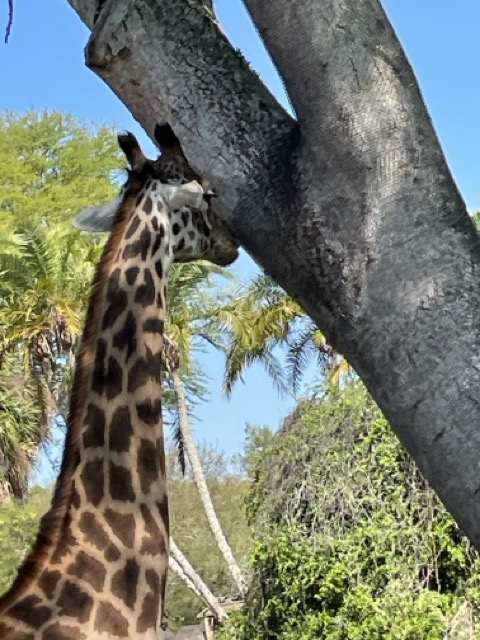 A picture of a Giraffe