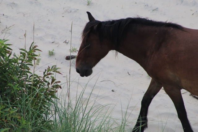 A picture of a Banker Horse
