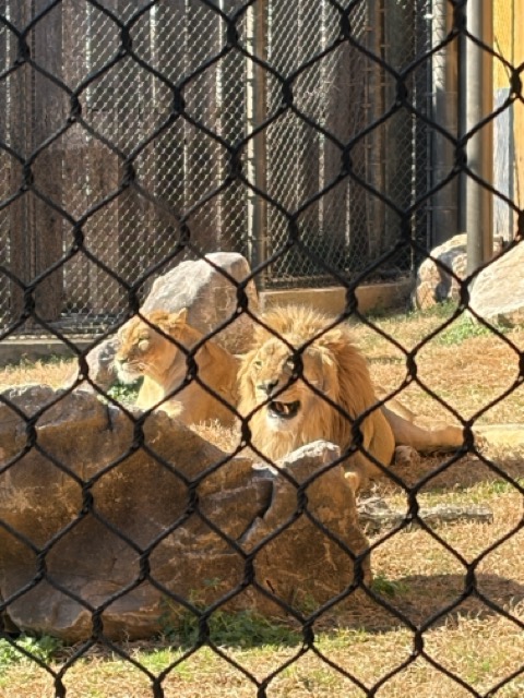 A picture of a Lion