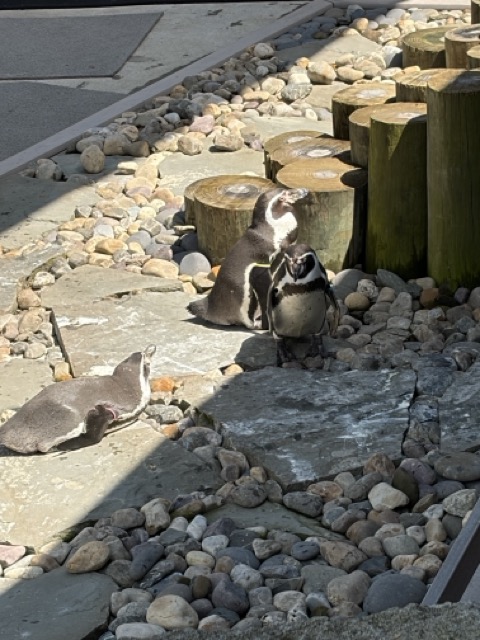 Picture of Humboldt Penguins