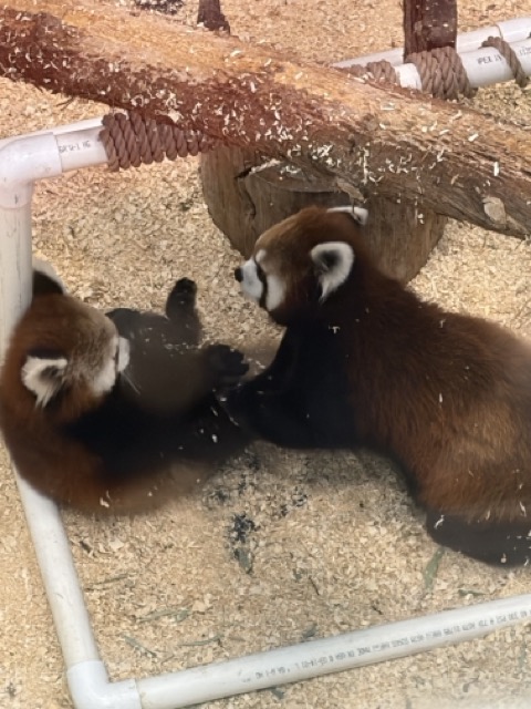 A picture of Red Pandas
