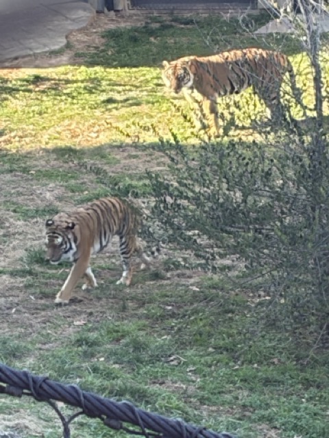 A picture of a Tiger