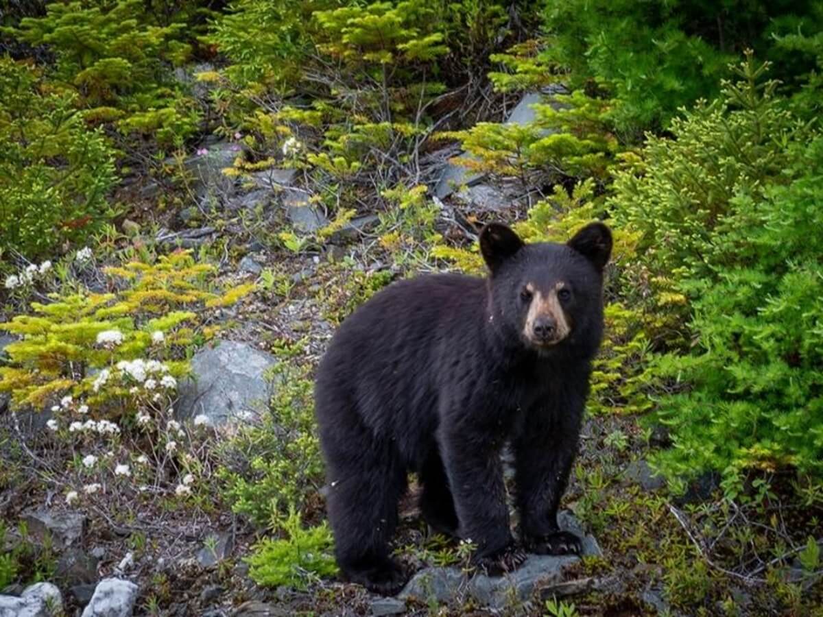 Picture of black bear from The Great Smokey Mountains Natinal Park