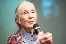 Jane Goodall portrait