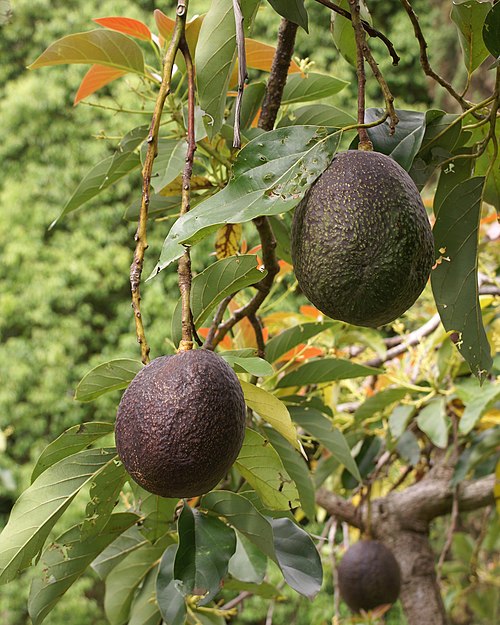 avacado