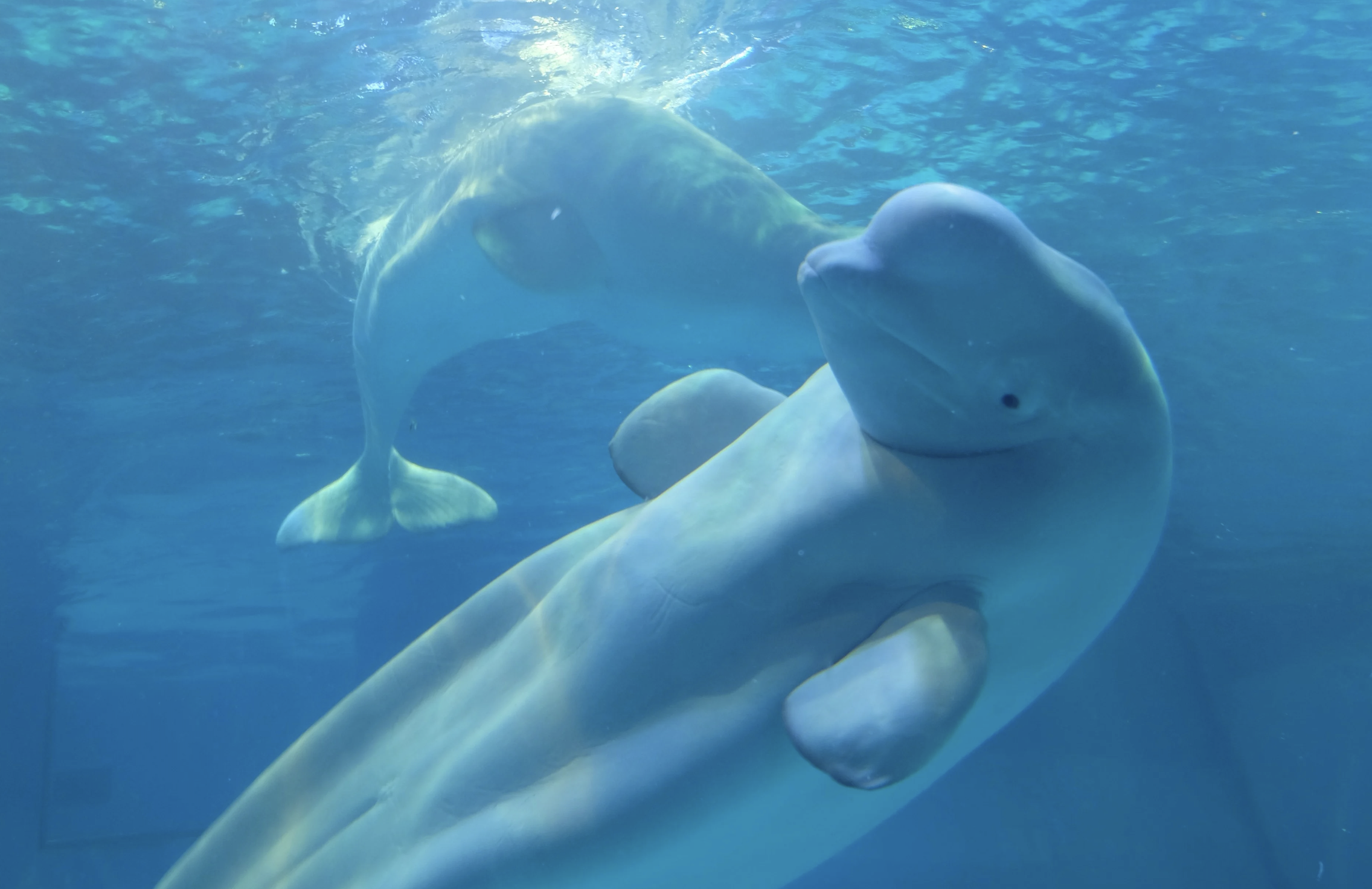 2 beluga whales swimming underwater