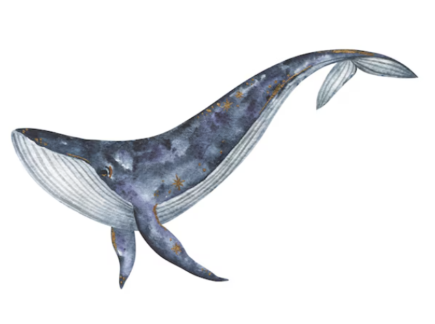 drawing of blue whale facing left