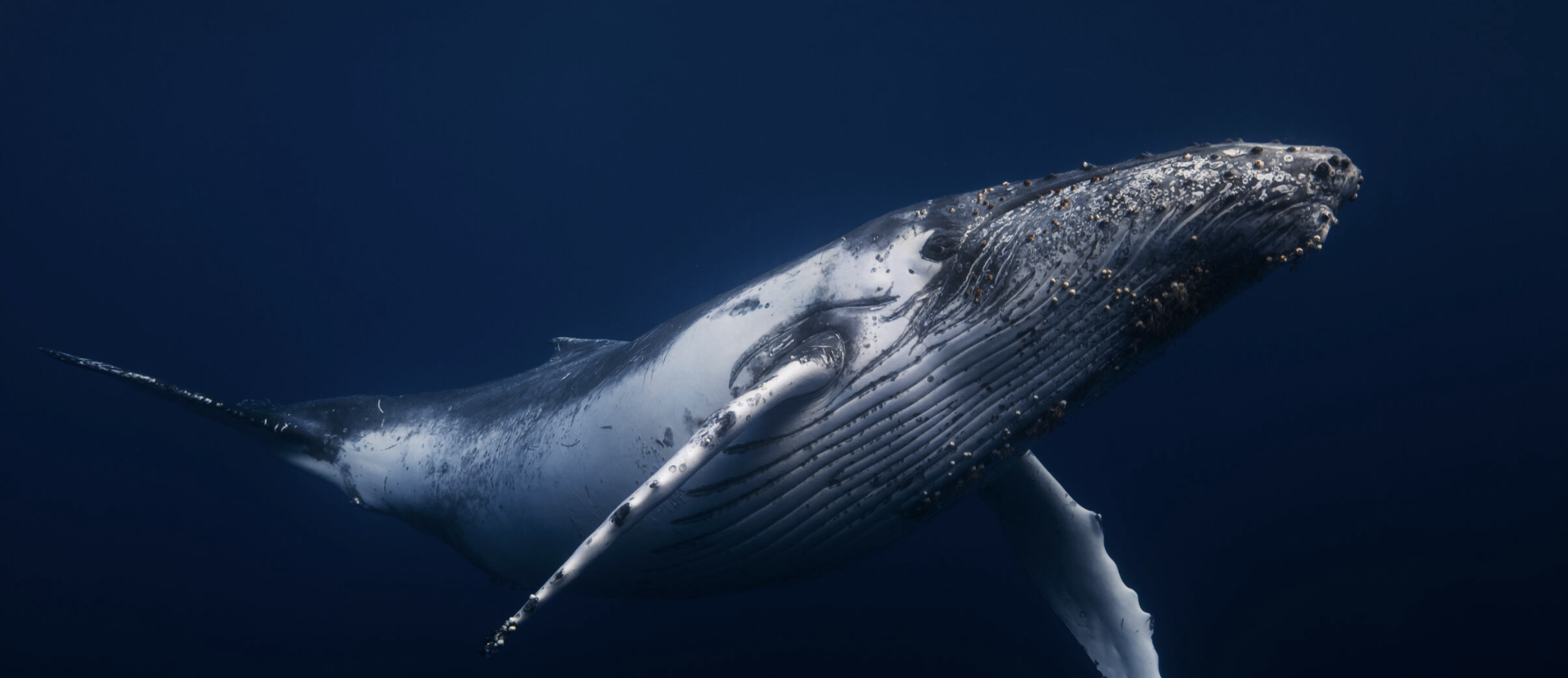 picture of a blue whale swimming underwater