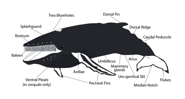 picture of whale with bodyparts described