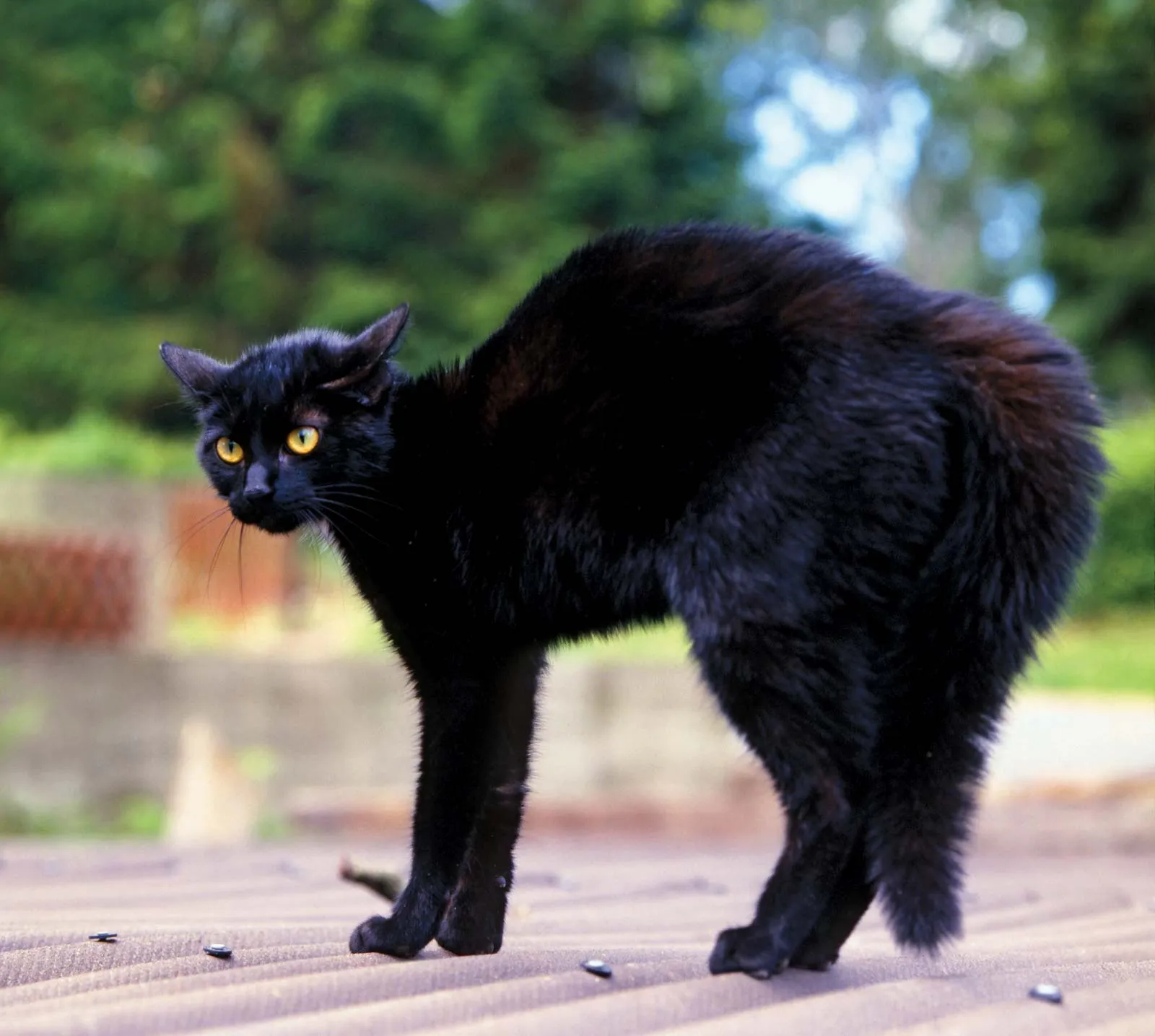 black cat ready to attack